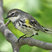 Yellow-rumped Warbler